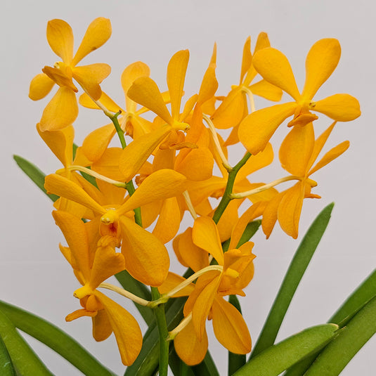 Mokara Orchid Banquitain Gold Mature - Big Top Cutting - Ready To Flower