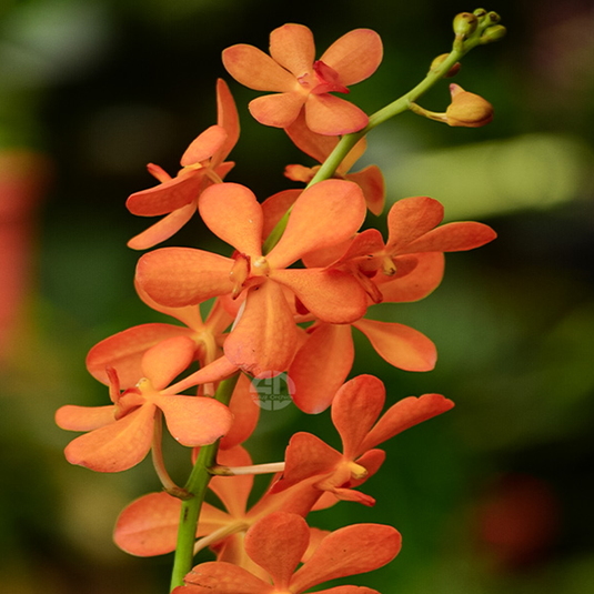 Mokara Orchid Banquitain Gold Mature - Big Top Cutting - Ready To Flower