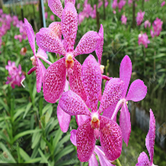 Mokara Orchid Jairak Heartthrob 'Pink Spot'- Mature Big Top Cutting - Ready To Flower