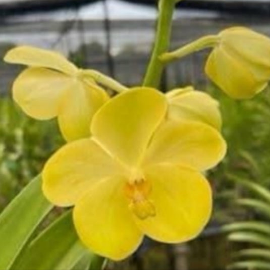 Mokara Orchid Kalpegsuan yellow flower