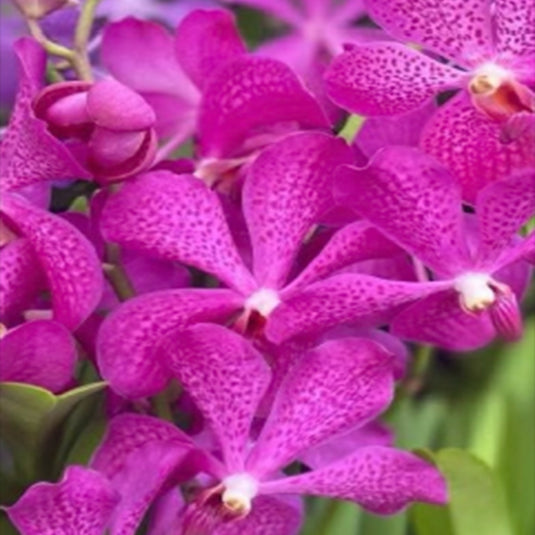 Mokara Orchid Kasem Anne Koo pink flower