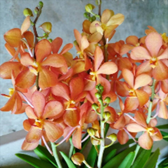 Mokara Orchid Oomyai Orange #2 orange flower