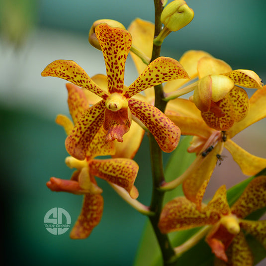 Mokara Orchid Plant Pannee Mature - Big Top Cutting - Ready To Flower