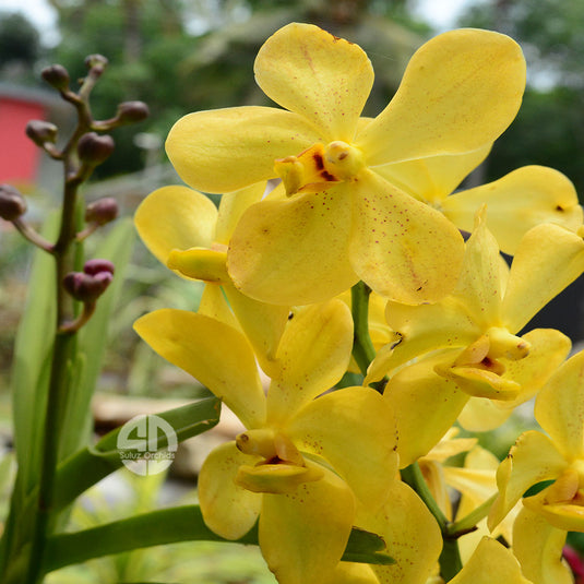 Mokara Orchid Plant Banana Yellow Mature - Big Top Cutting - Ready To Flower