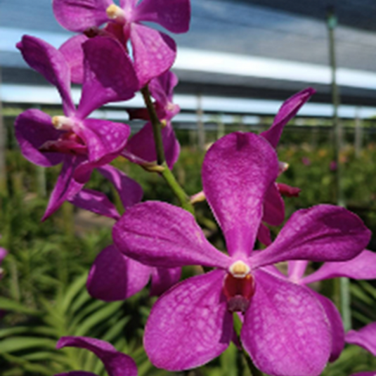 Mokara Orchid Jairak Rosy - Mature Big Top Cutting- Ready To Flower