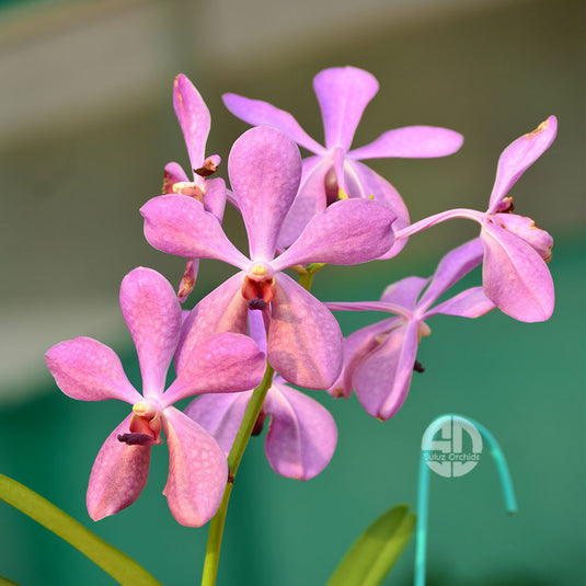A Mokara orchid plant named Nora Blue, featuring vibrant blue-purple blooms with intricate patterns, displayed with healthy green leaves.