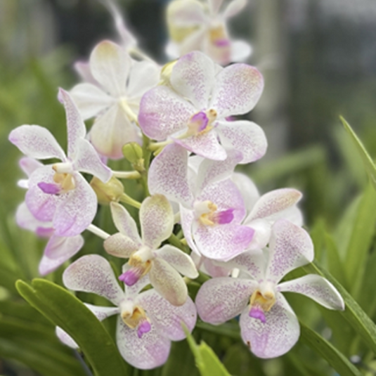 Mokara Orchid Plant Praya Beauty - Top Cutting Small