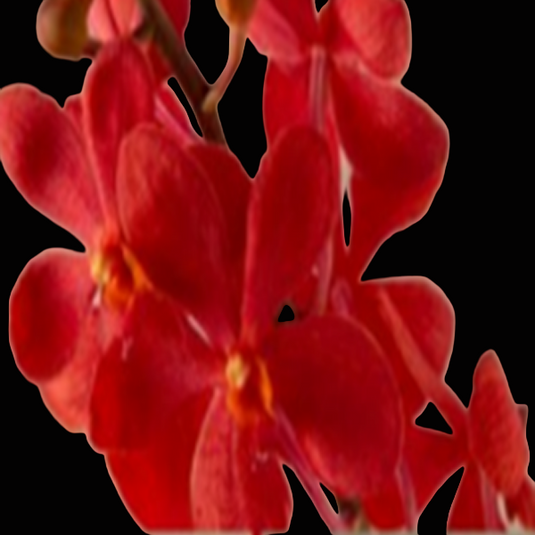 Mokara Orchid Plant Red SRY - Top Cutting Small