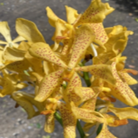 Mokara Orchid Plant Sayan Duangporn - Top Cutting Small