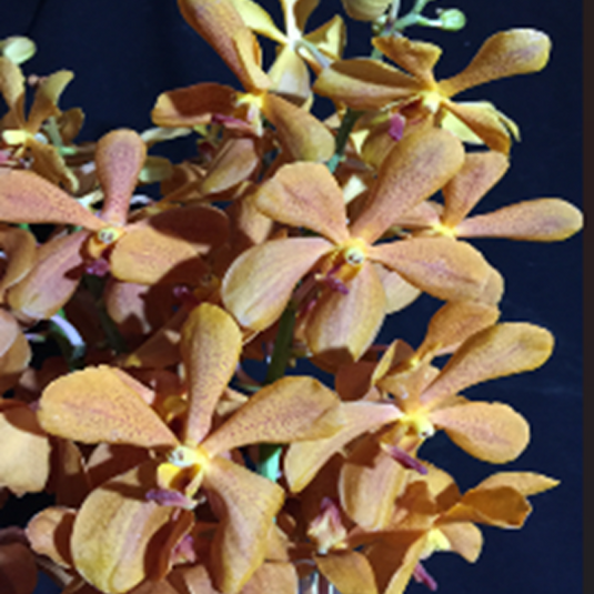 Mokara Orchid Yellow Star x Chark Guan Orange - Mature Big Top Cutting- Ready To Flower