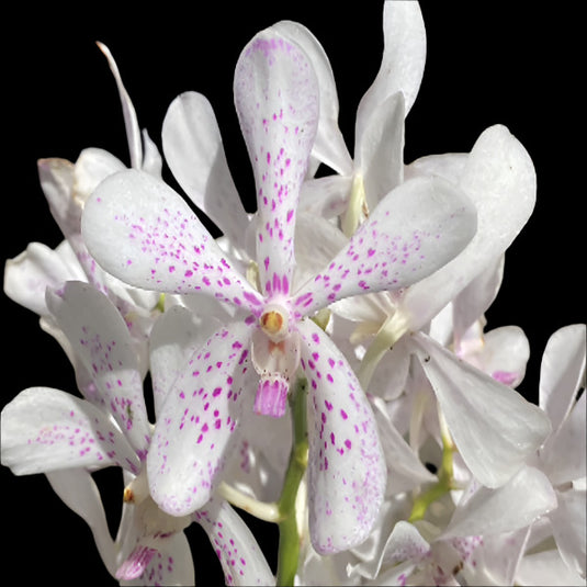 Mokara Orchid Royal White Sapphire Mature - Big Top Cutting - Ready To Flower