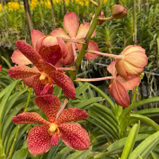 Mokara Orchid Sayan Dr. Anek Orange orange flower
