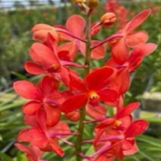 Mokara Orchid Sayan Mida red flower