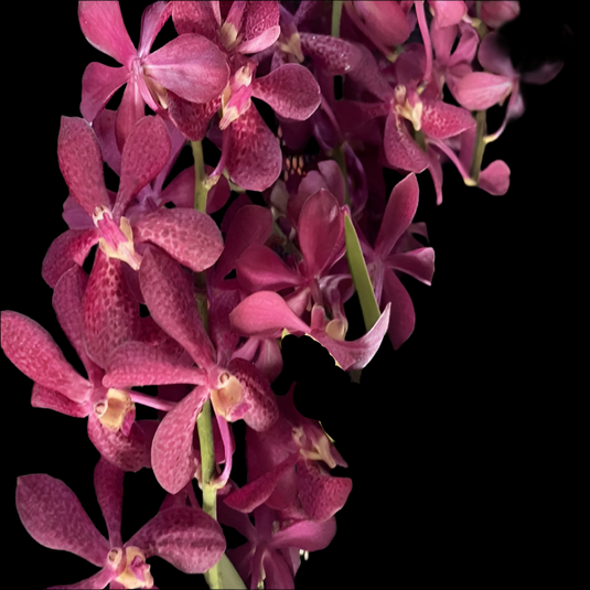 Mokara Orchid Plant Ribbon Red Mature - Big Top Cutting - Ready To Flower
