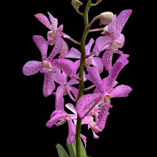 Mokara Orchid Plant Rosy Pink - Top Cutting Small