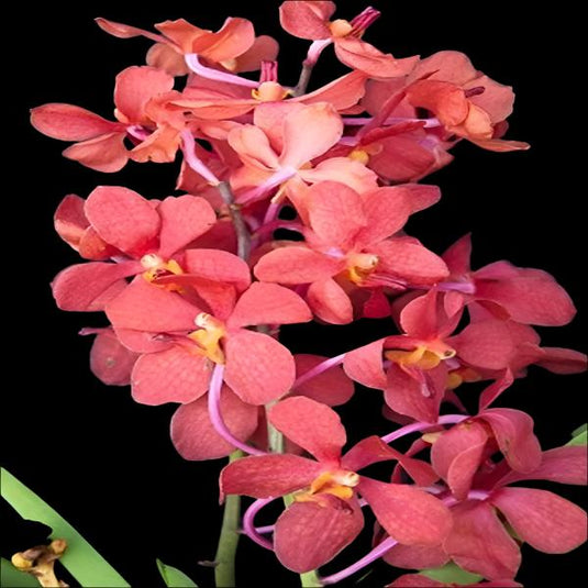 Mokara Orchid Plant Salaya Red Mature - Big Top Cutting - Ready To Flower