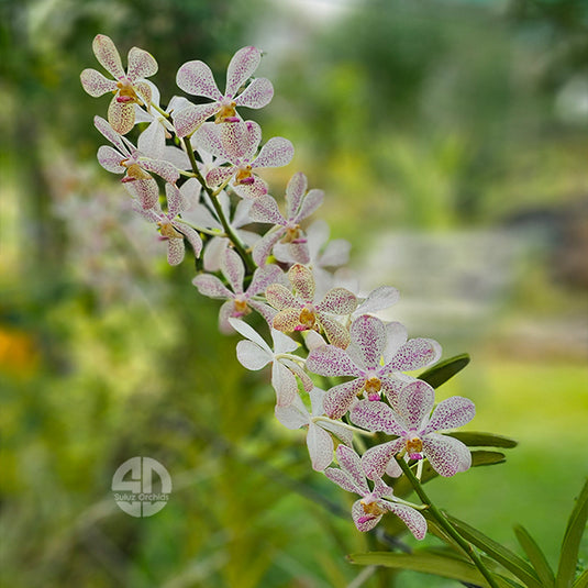 Mokara Orchid Plant White Christine - Top Cutting Small