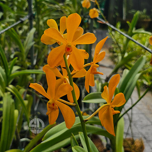 Mokara Orchid Plant Orange  - Top Cutting Small