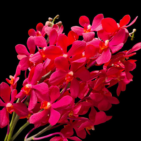 Mokara Orchid Boonlong Red Mature - Big Top Cutting - Ready To Flower