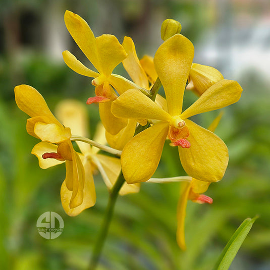 Mokara Orchid Plant Yellow Jitti- Top Cutting Small