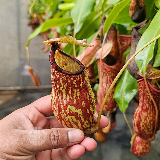 Nepenthes Tropical Pitcher Gaya Buddha Hybrid Plants 3 or More Shoots - Fly Trapers Plant
