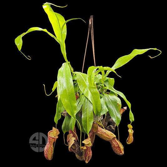Nepenthes Tropical Pitcher Gaya Buddha Hybrid Plants 3 or More Shoots - Fly Trapers Plant