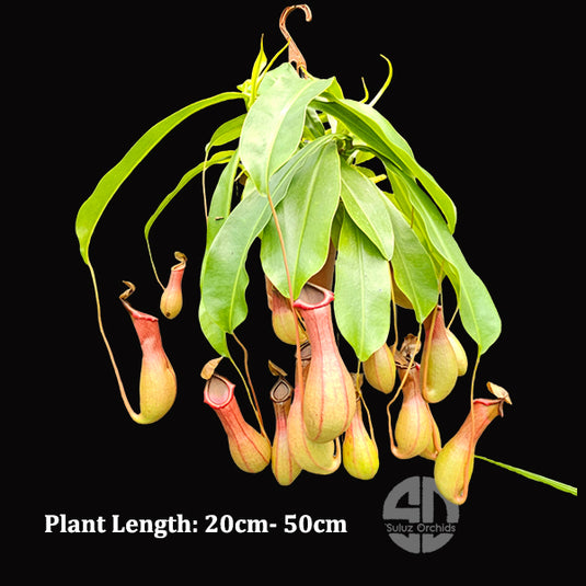 Nepenthes Tropical Pitcher Plants 3 or More Shoots - Fly Trapers Plant