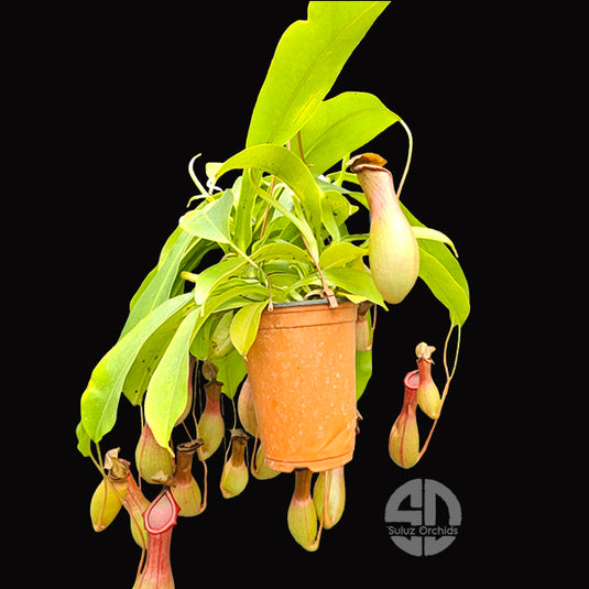 Nepenthes Tropical Pitcher Plants 3 or More Shoots - Fly Trapers Plant
