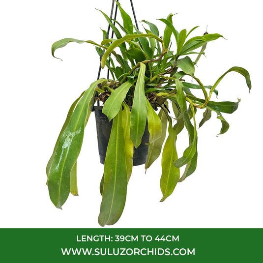 Nepenthes Tropical Pitcher Plants 3 or More Shoots - Fly Trapers Plant