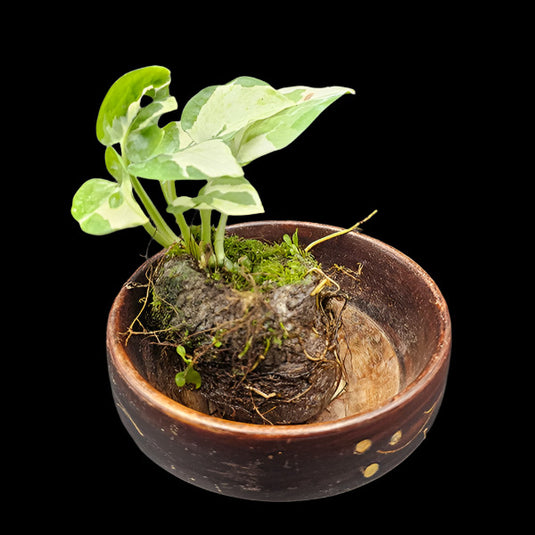 NJoy Pothos Giffy Potted