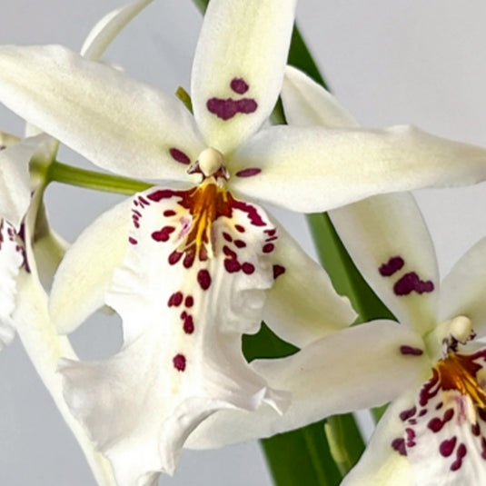 Oncidium Orchid Plant Aliceara (Dgmra.)Winter Wonderland 'White Fairy' Seedling