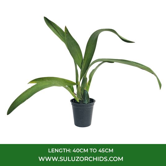 Oncidium Orchid Plant Brassia Eternal Wind Seedling