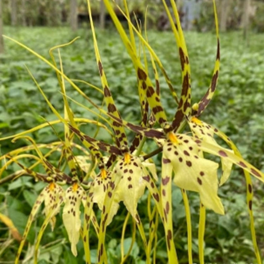 Oncidium Orchid Plant Brassia Eternal Wind Seedling