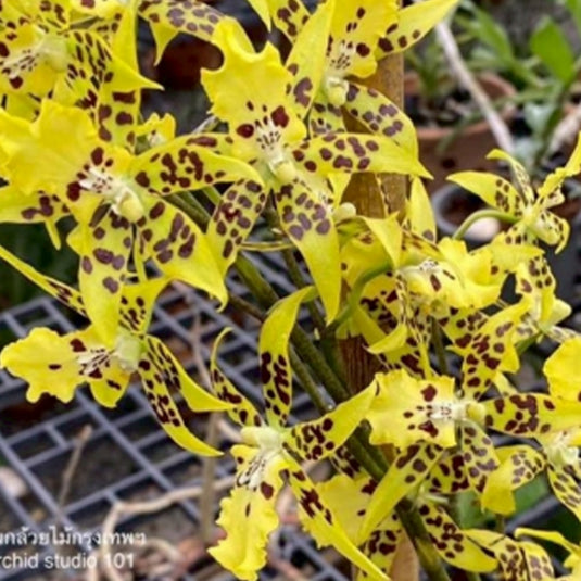 Oncidium Orchid Plant Brassidomesa Tzeng-Wn Spot Seedling