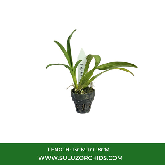 Oncidium Orchid Plant Bratonia Royal Robe Seedling