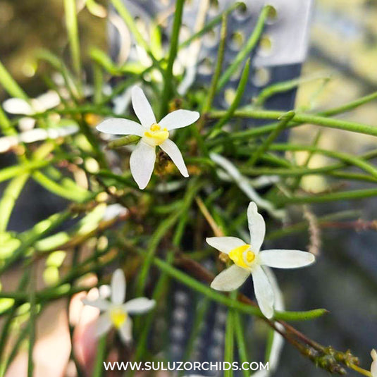 Oncidium Exotic Orchid Cordiglottis Filiformis ( CORDI FILFORM )
