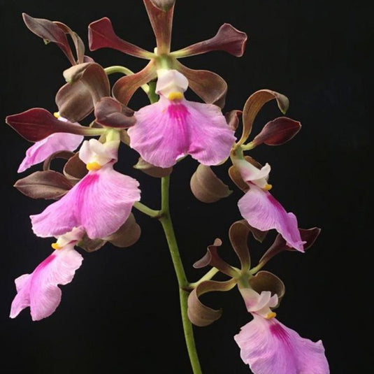 Oncidium Orchid Plant Encyclia Cordigra Mature