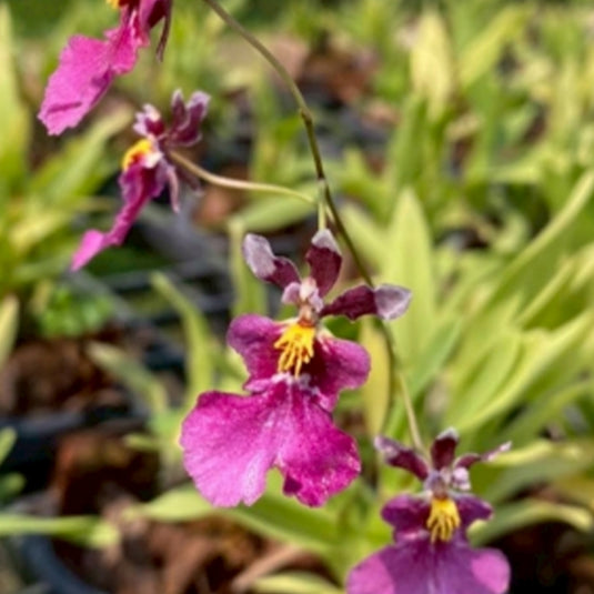 Oncidium Orchid Plant Fan Leaf Seedling