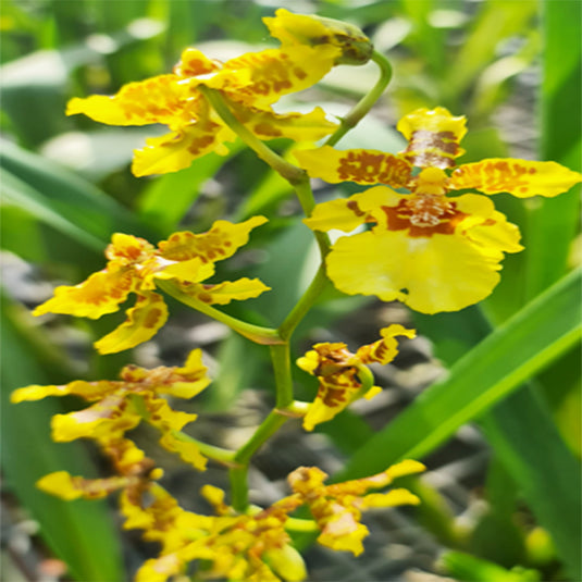 Oncidium Orchid Plant Golden Aniversary Seedling