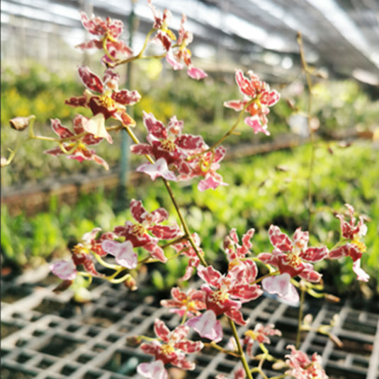 Oncidium Orchid Plant Jairak Fragrance #283 Seedling