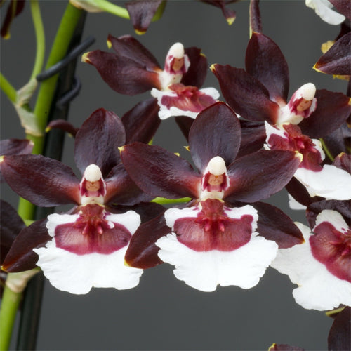 Oncidium Orchid Plant Jungle Moinarch Mature