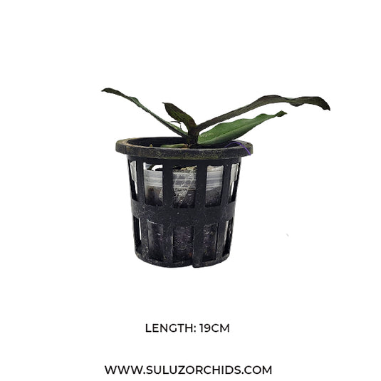 Oncidium Exotic Orchid Malleola Baliensis ( MALLEO BLS )