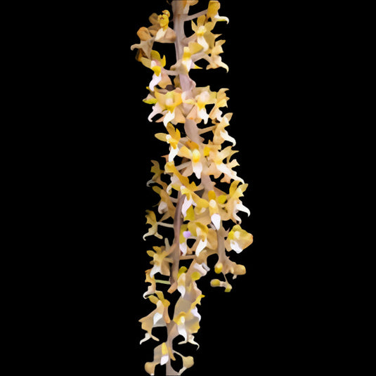 Oncidium Exotic Orchid Malleola Baliensis ( MALLEO BLS )