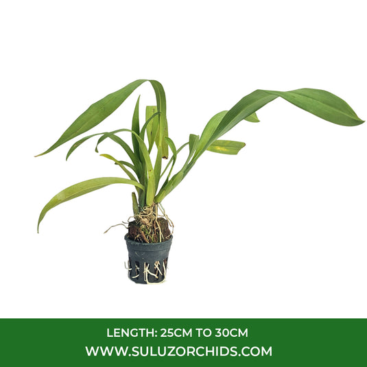 Oncidium Orchid Plant Massai Pink Seedling