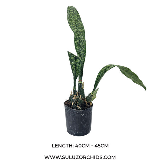 Oncidium Exotic Orchid Oeceolades Maculata ( OC MACULA )