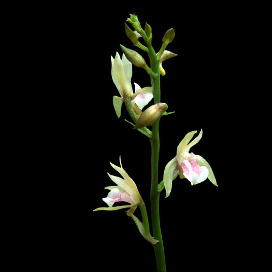 Oncidium Exotic Orchid Oeceolades Maculata ( OC MACULA )