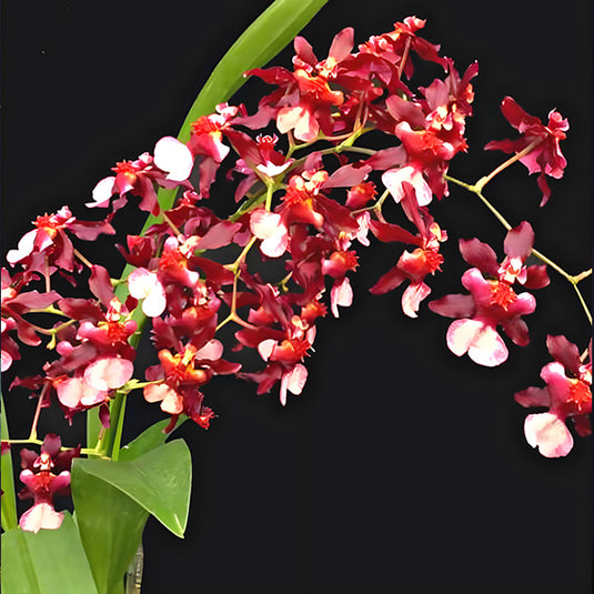 Oncidium Orchid Plant Jairak Fragrance #284 Seedling