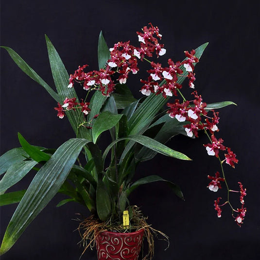 Oncidium Orchid Plant Sherry Baby Mature