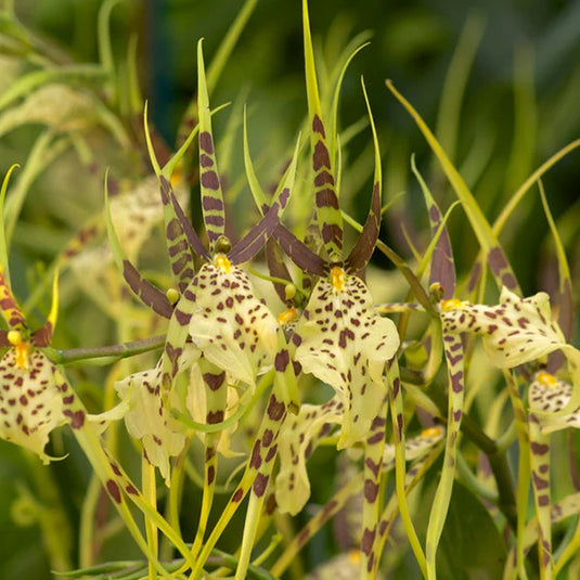 Oncidium Orchid Plant Brs Eternal Winds Seedling