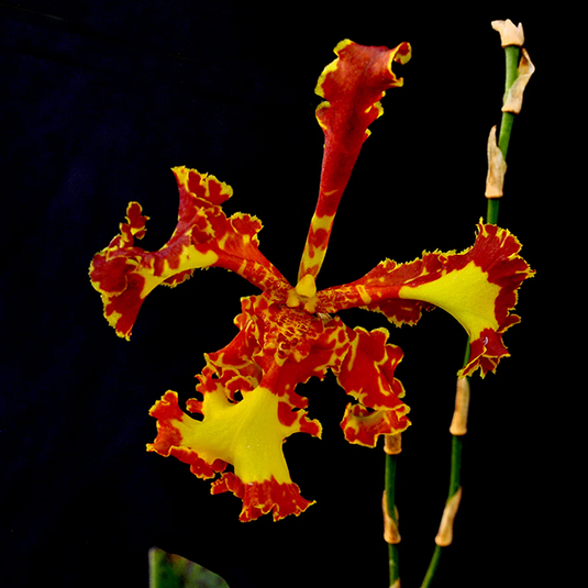 Oncidium Orchid Plant Psychp. Mariposa Special Mature